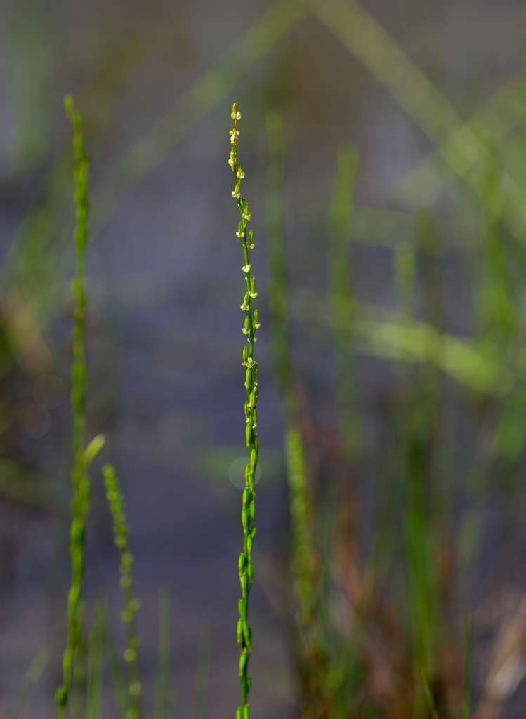 IMGP5454-1024~1.jpg