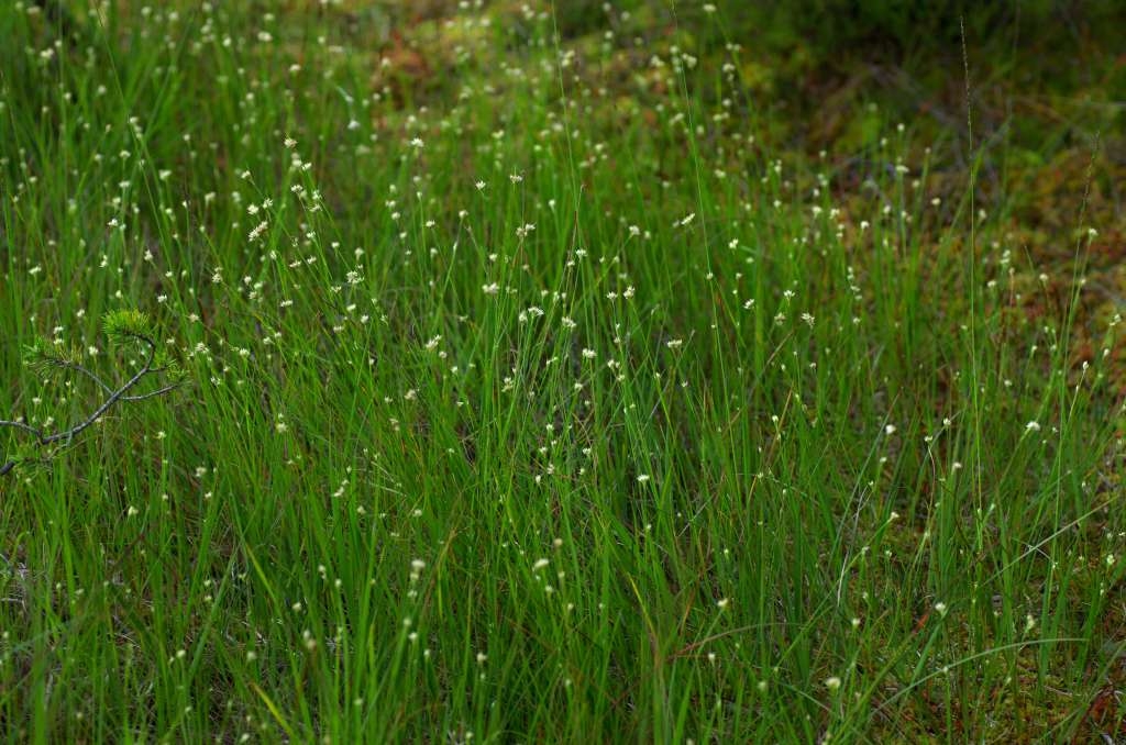 IMGP5465-1024~1.jpg