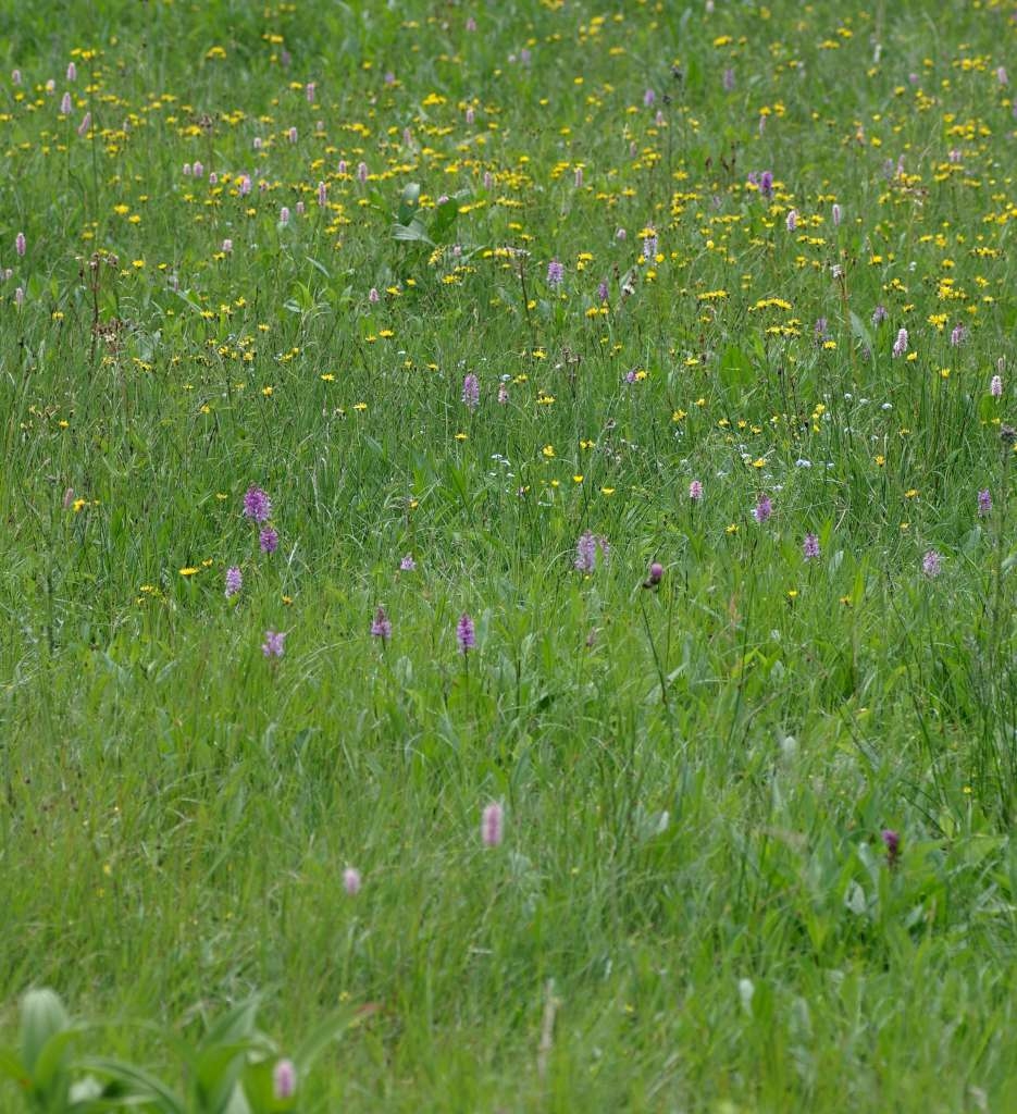 IMGP5543-1024~4.jpg