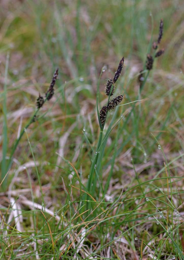 IMGP5606-1024~1.jpg