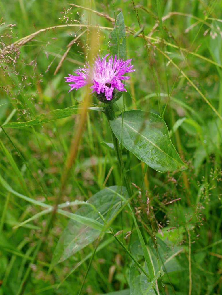IMGP5874-1024~2.jpg