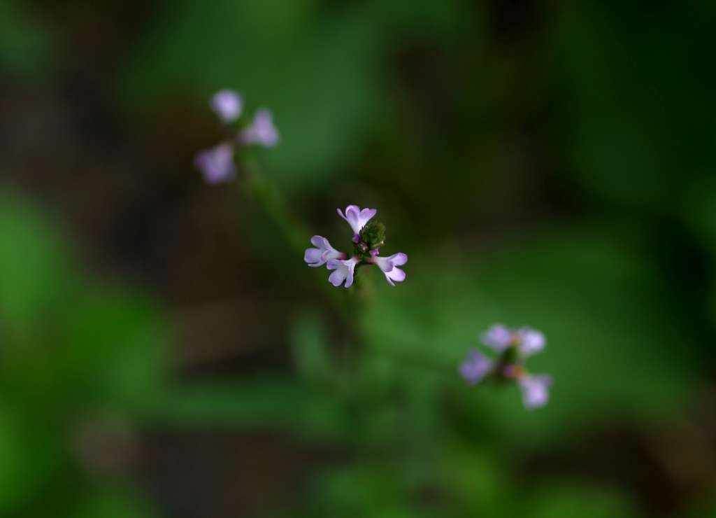 IMGP6005-1024.jpg