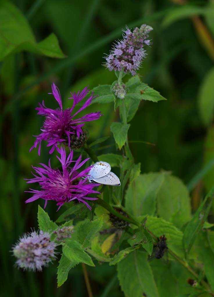 IMGP6056-1024~1.jpg