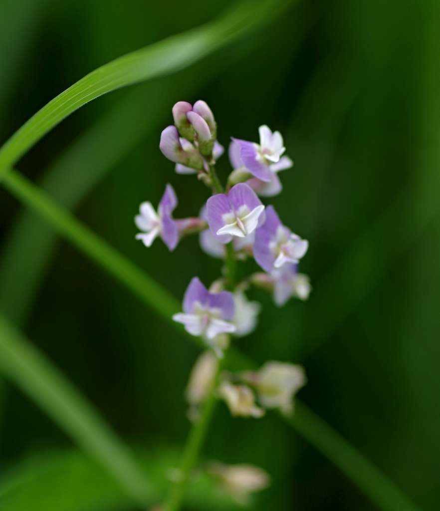 IMGP6752-1024~0.jpg