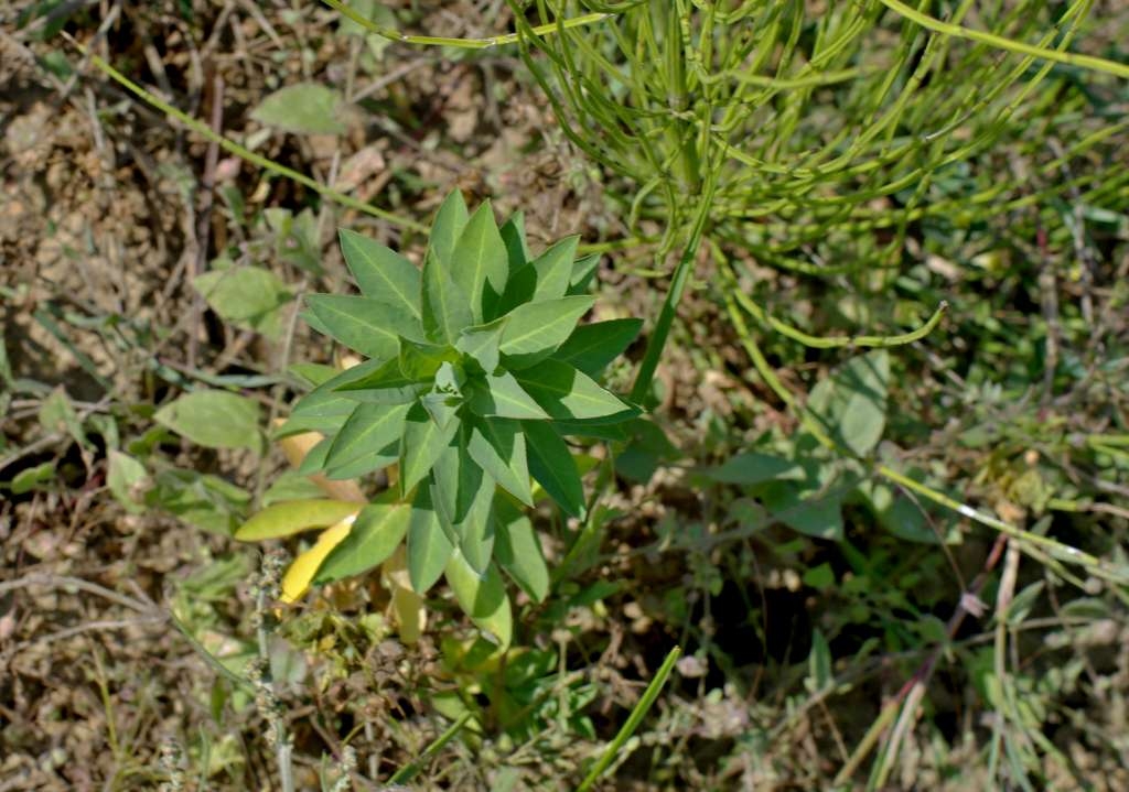 IMGP7008-1024~1.jpg