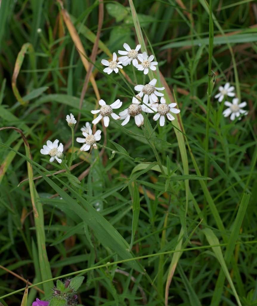 IMGP7920-1024~5.jpg