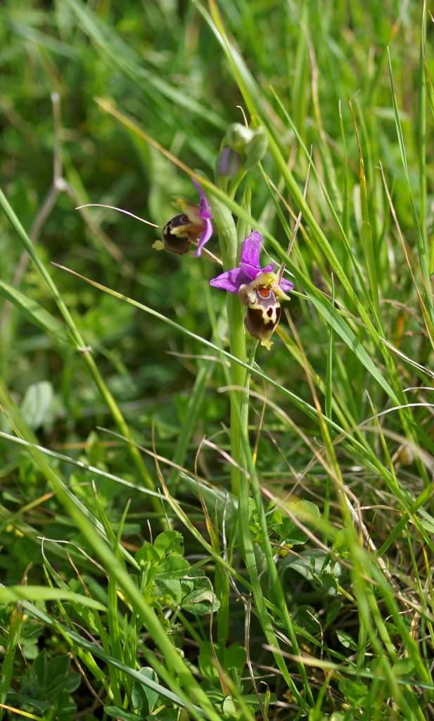 IMGP7965-1024~2.jpg