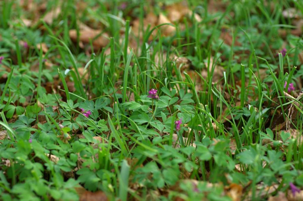 IMGP8015-1024~2.jpg