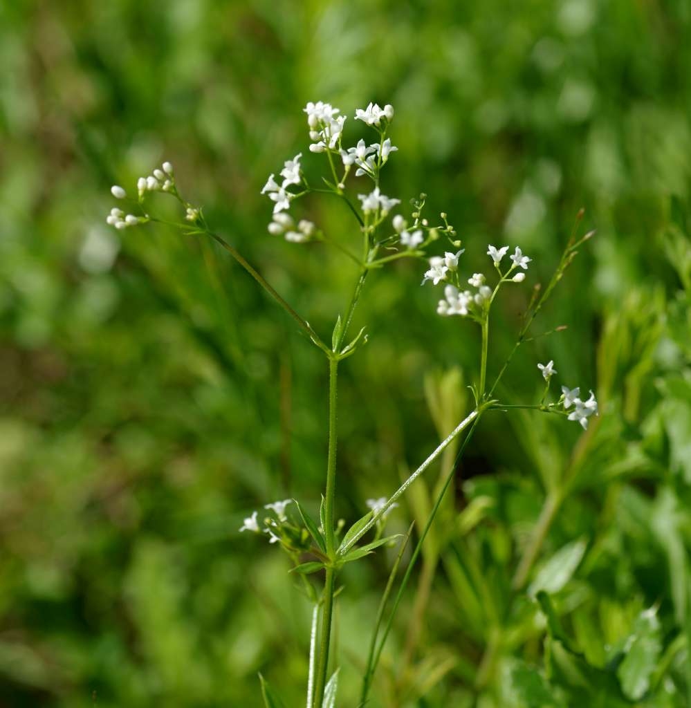 IMGP8165-1024~5.jpg