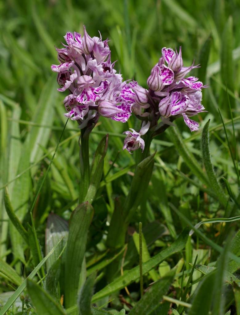 IMGP8259-1024~2.jpg