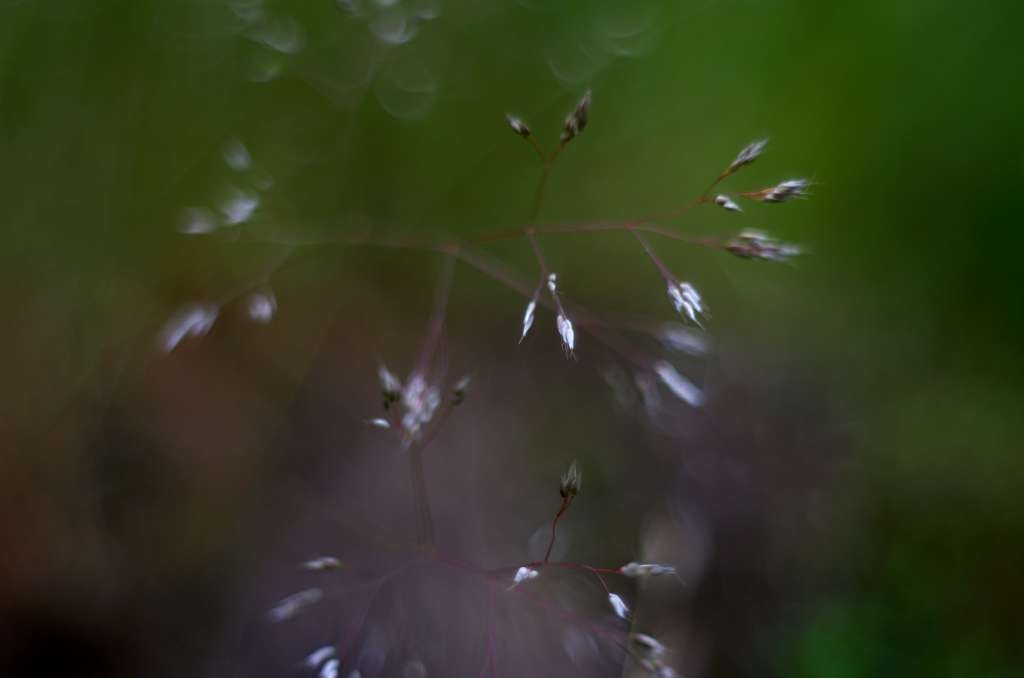 IMGP9742-1024~1.jpg