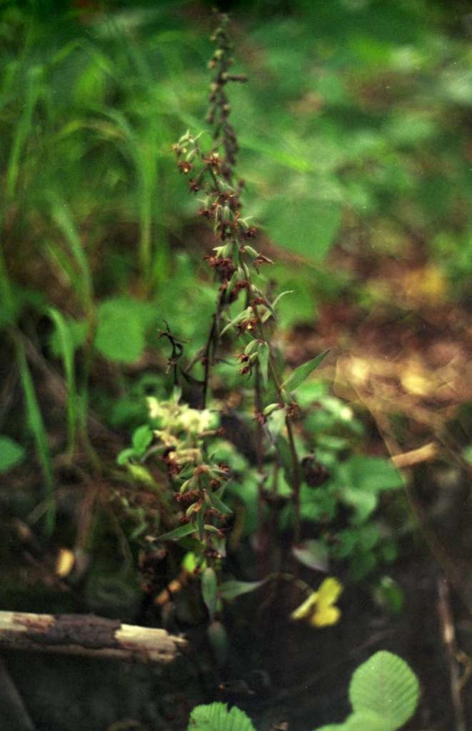 Epipactis purpurata - Palkovice, Kůty
