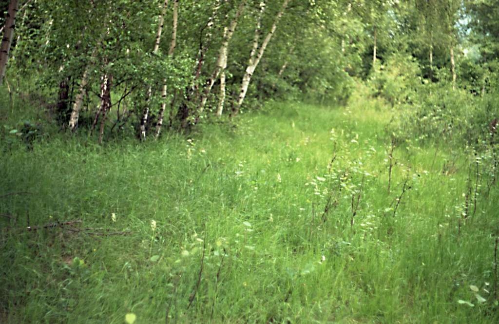 Platanthera bifolia - Metylovice, Břízky
