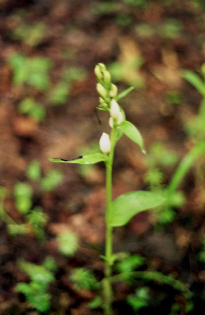 Cephalanthera damasonium - Metylovice, Čupek
