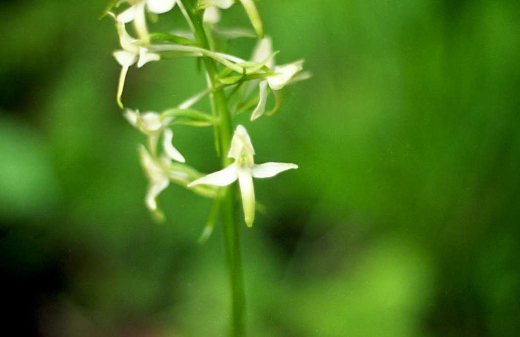 Platanthera chlorantha - Palkovice, Kůty
