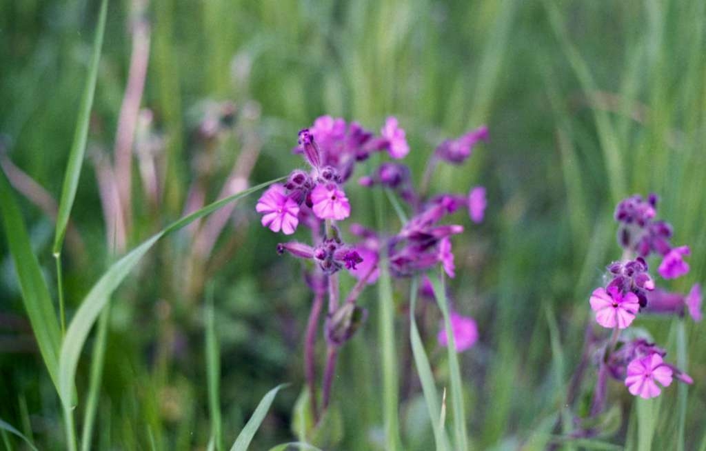 Silene dioica - Palkovice
