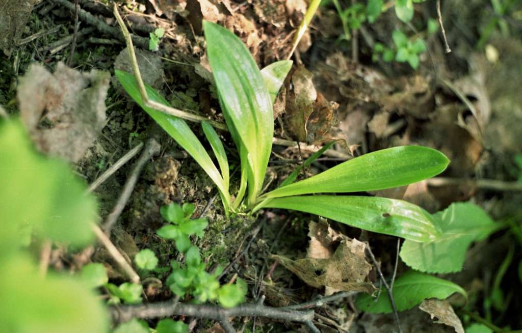 Orchis mascula - Metylovice, Plankův les
