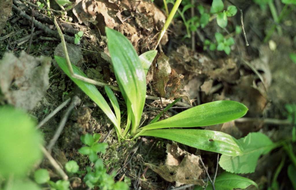 Orchis mascula - Metylovice, Plankův les
