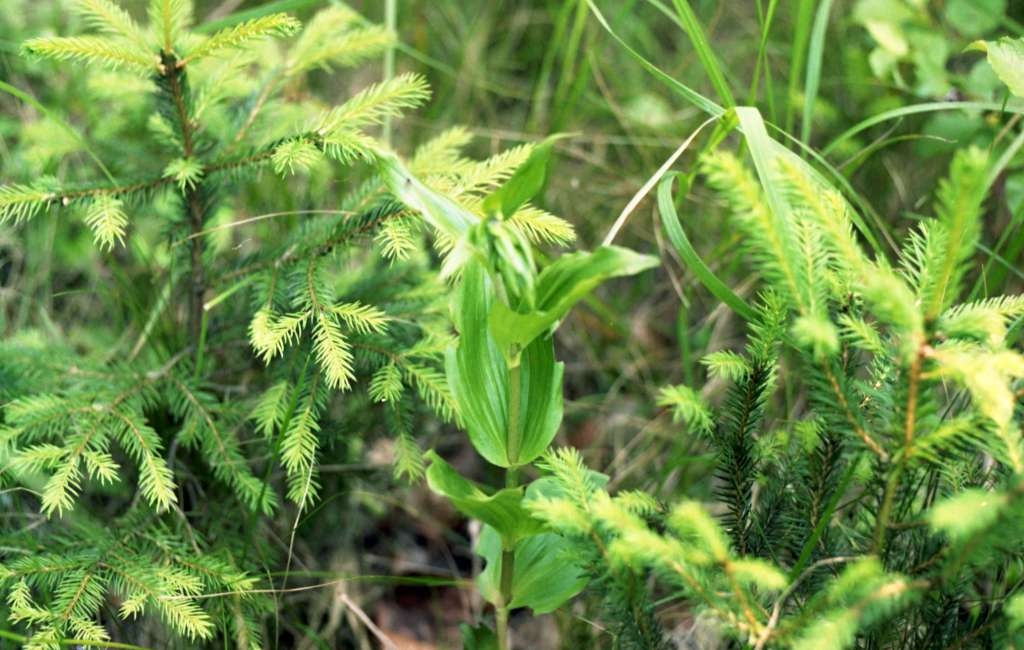 Epipactis helleborine - Podolanky
