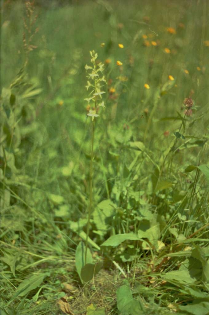 Platanthera bifolia - Metylovice, Za Vlčkem
