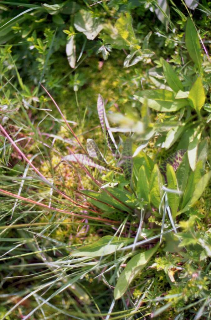 Dactylorhiza Fuchsii - Rybníky

