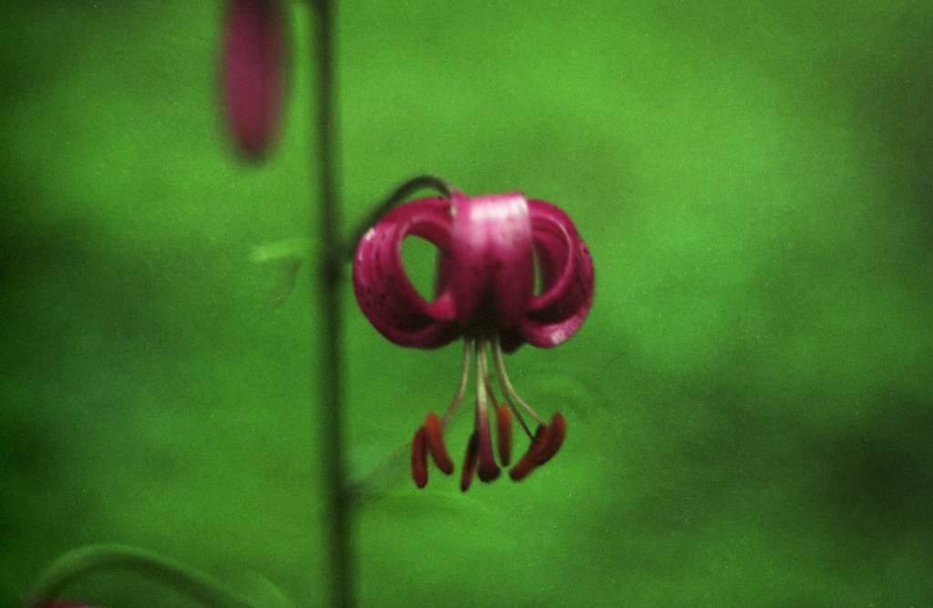 Lilium martagon - Okrouhlá
