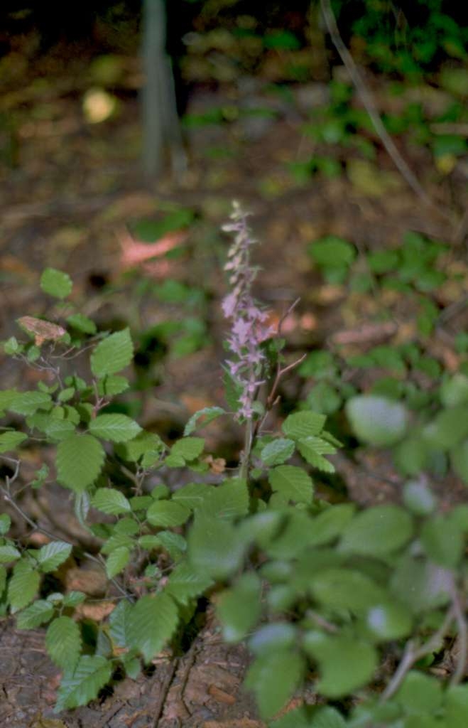 Epipactis purpurata - Čupek
