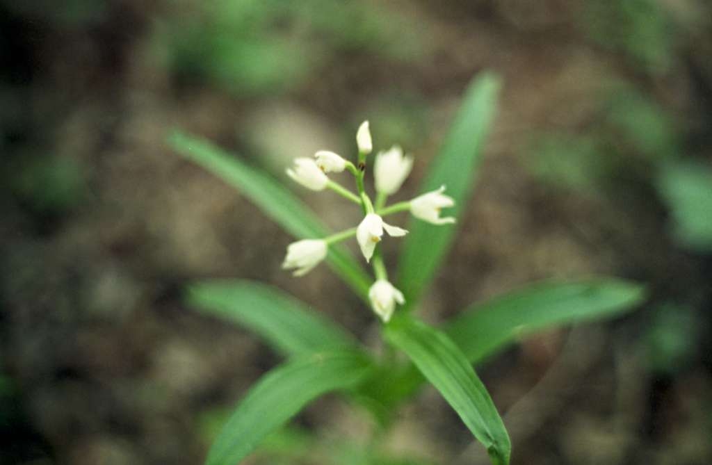 Cephalanthera longifolia - Čupek
