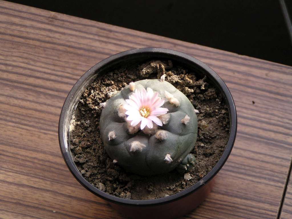 Lophophora williamsei
