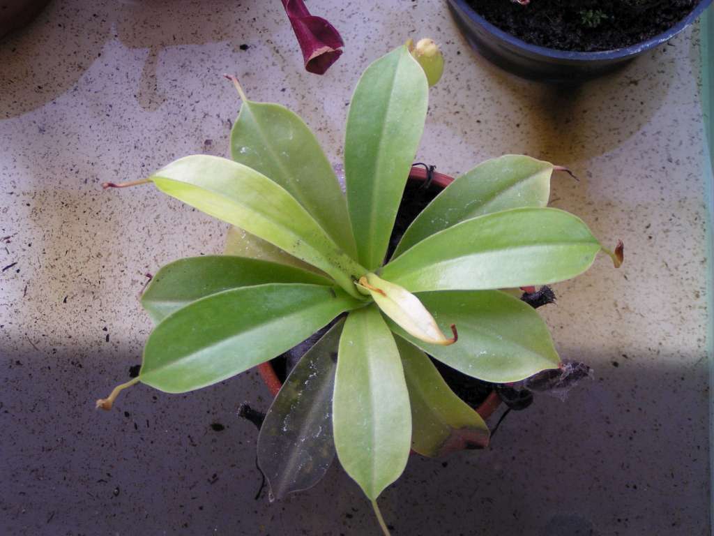 Nepenthes madagaskarensis
