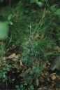 JuniperusCommunis1.jpg