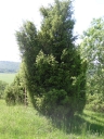 JuniperusCommunis2.jpg