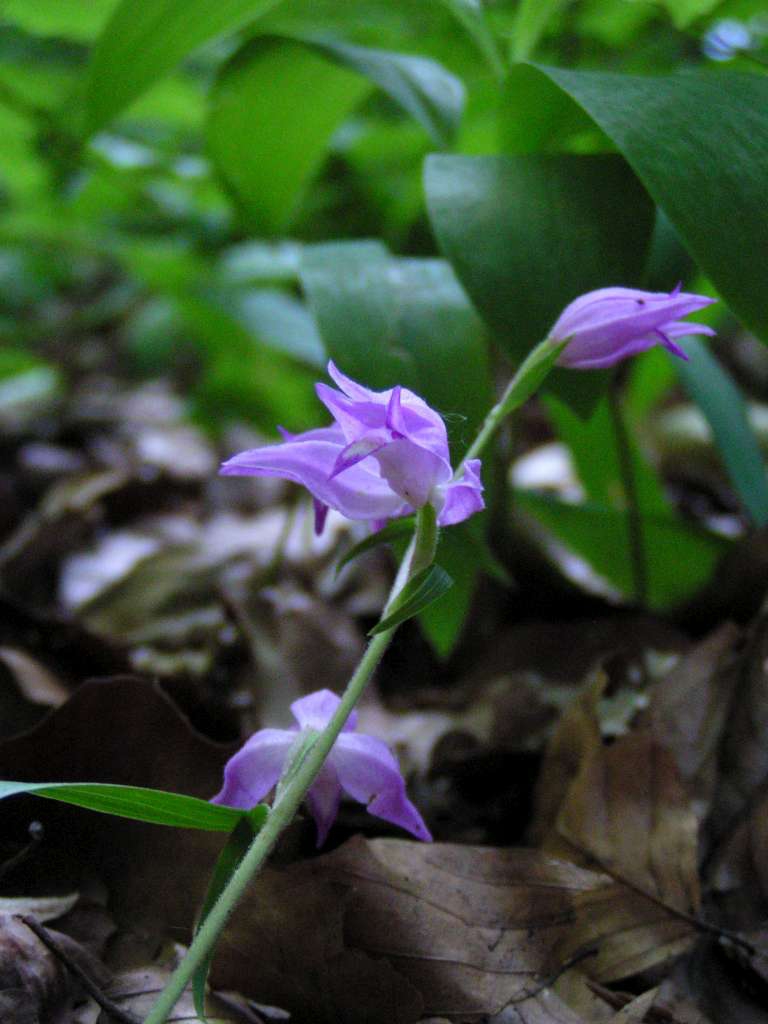 Okrotice červená
