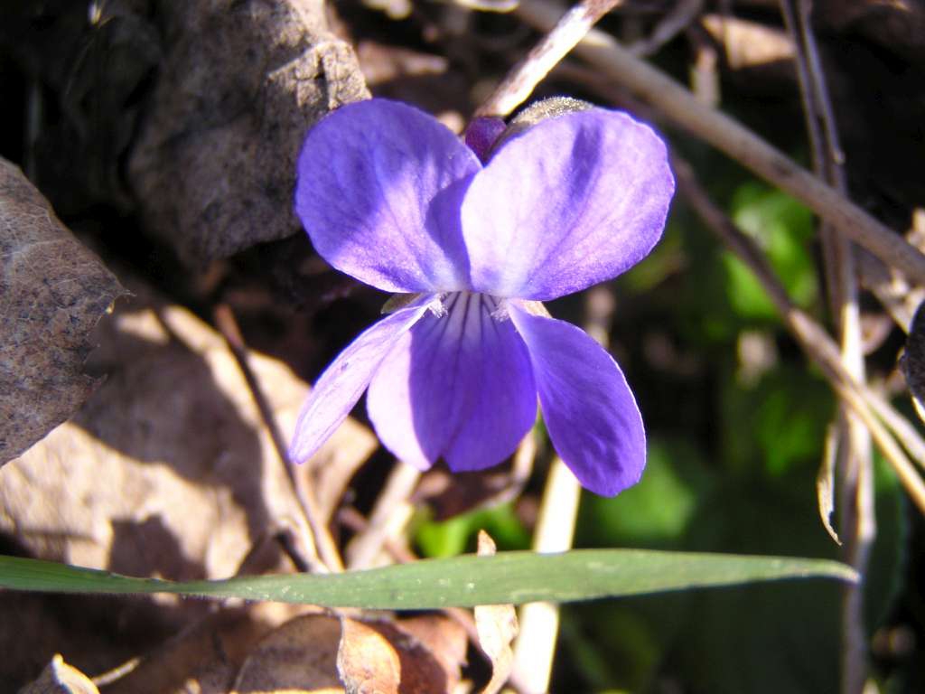 Violka vonná
