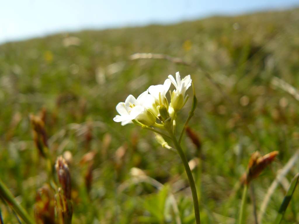 Pochýbek
