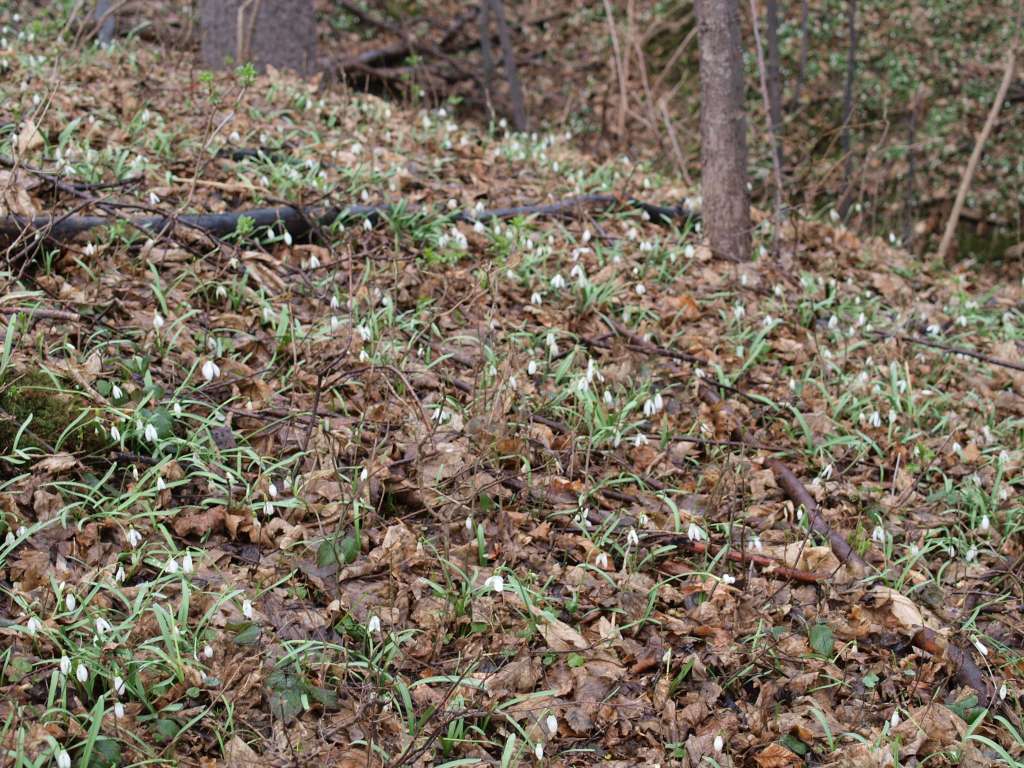 Sněženka podsněžník
