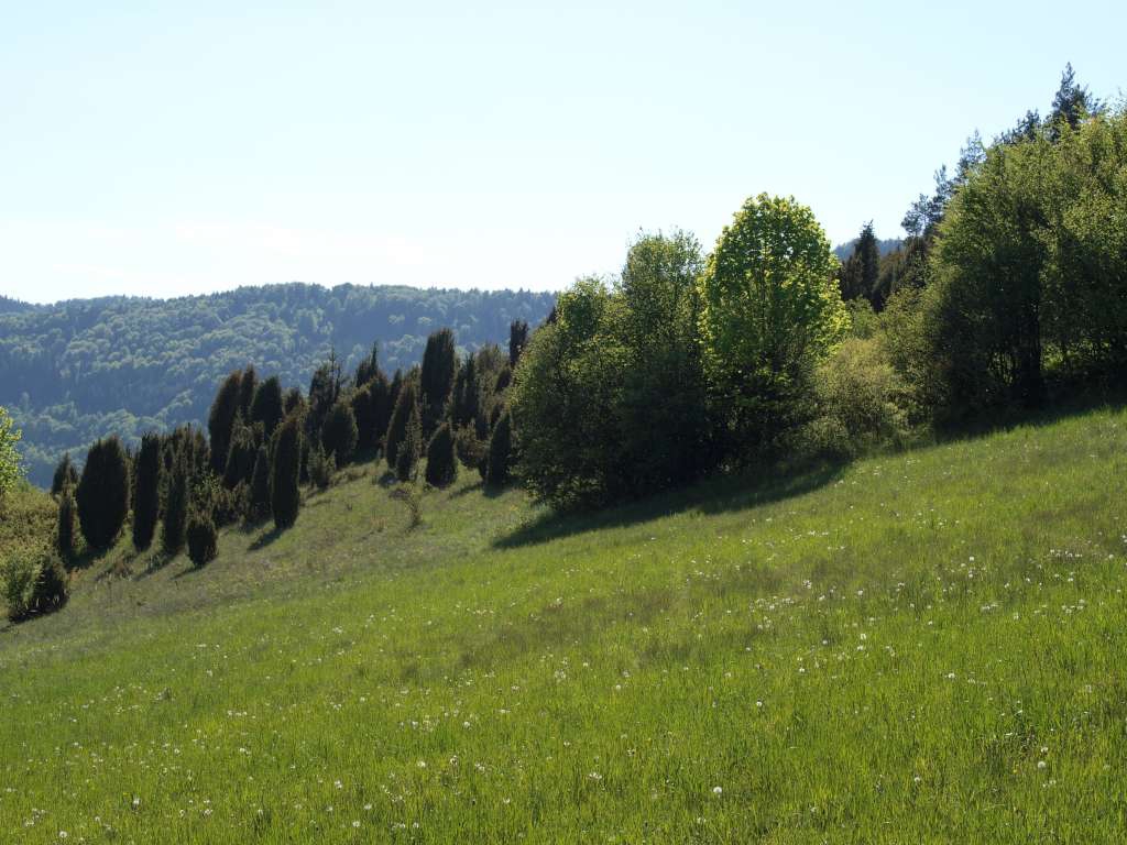 Švařec
