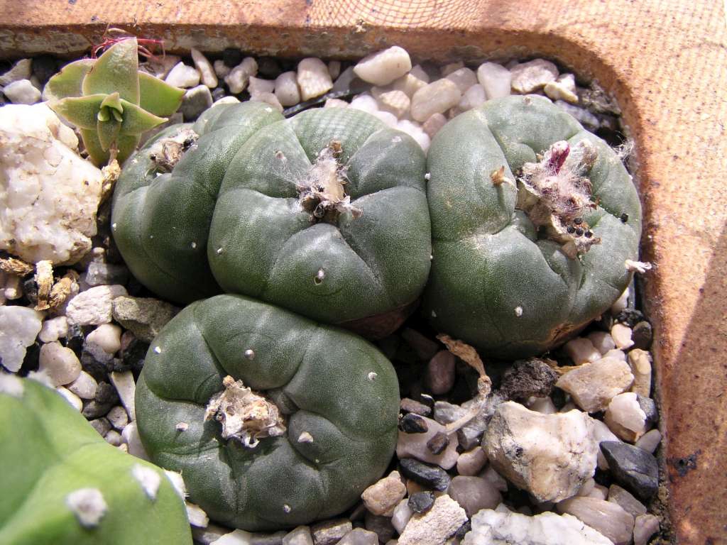 Lophophora williamsei
