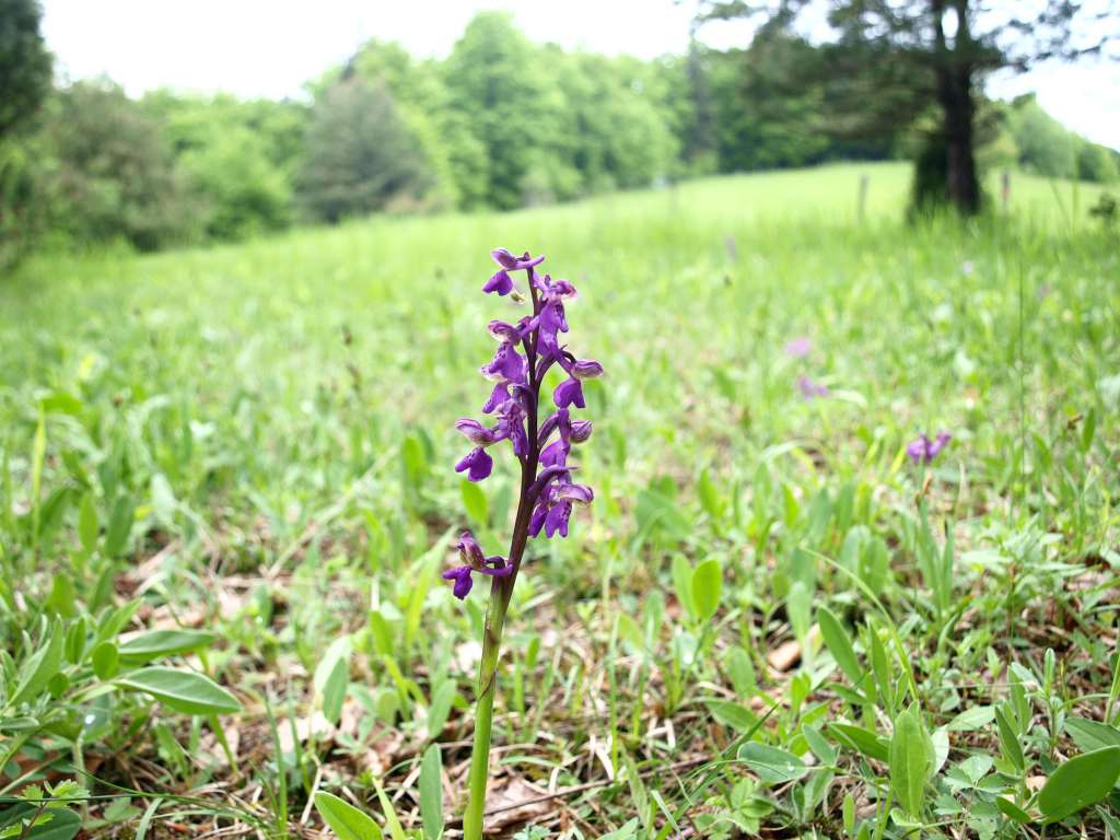Vstavač kukačka
