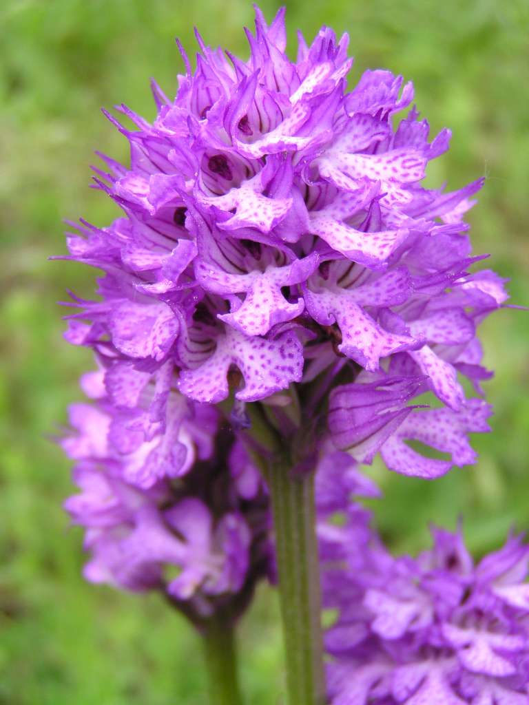 Vstavač zvrhlý (tridentata x militaris)
