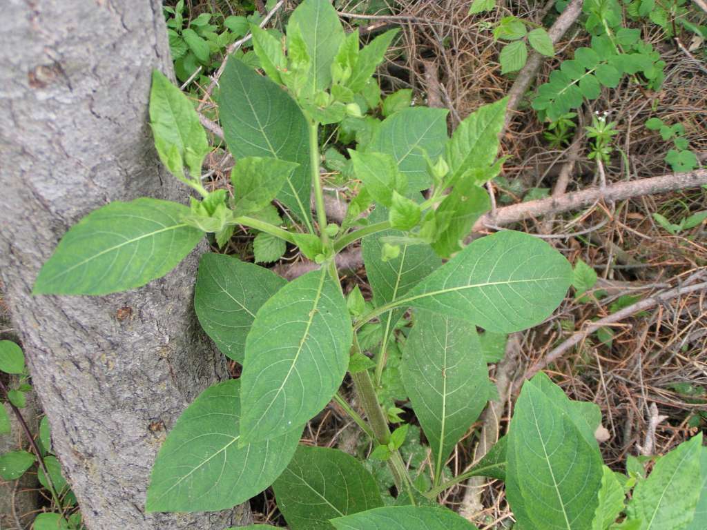 P5160064-1024~0.jpg