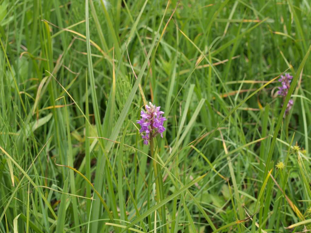 Prstnatec karpatský (D. carpatica)
