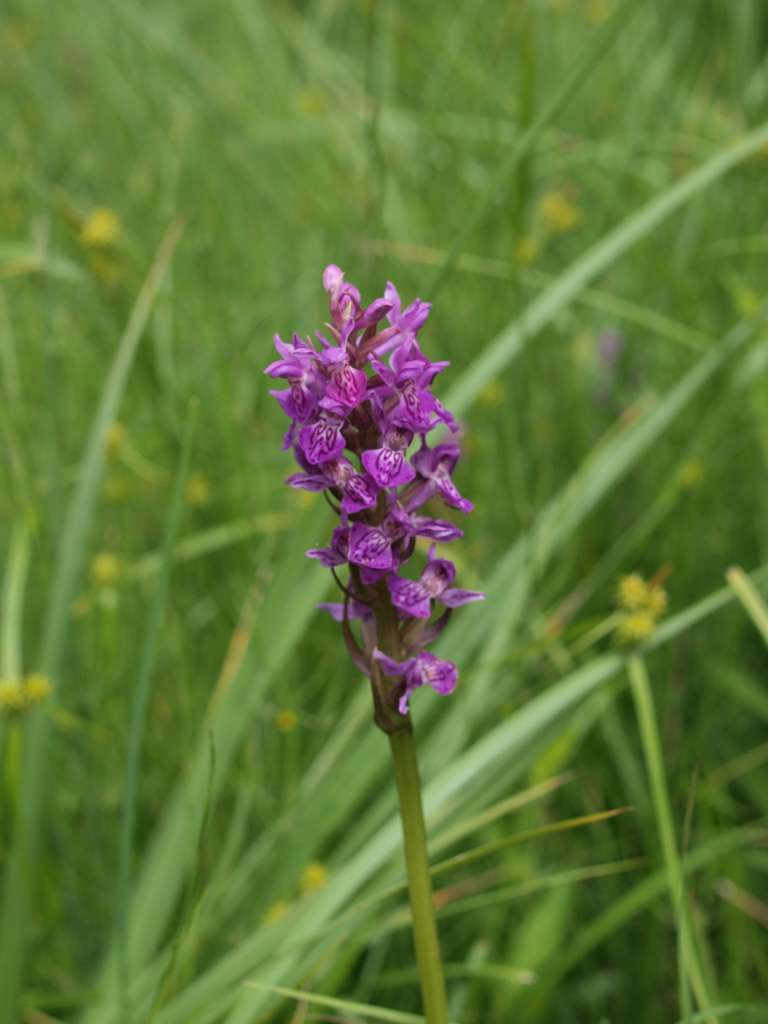 Prstnatec (hybrid)
