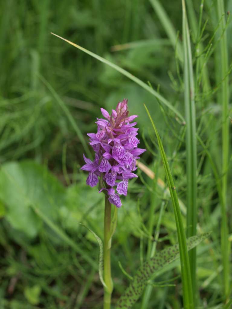 Prstnatec (D. carpatica x majalis)
