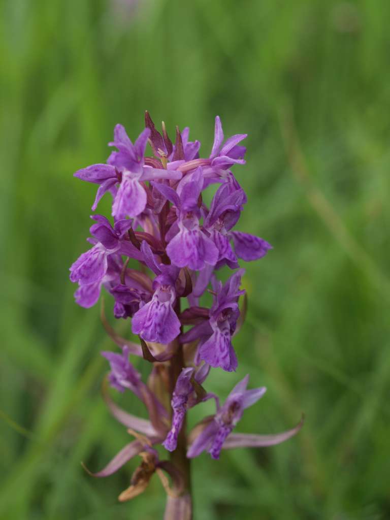 Prstnatec májový (D. majalis)
