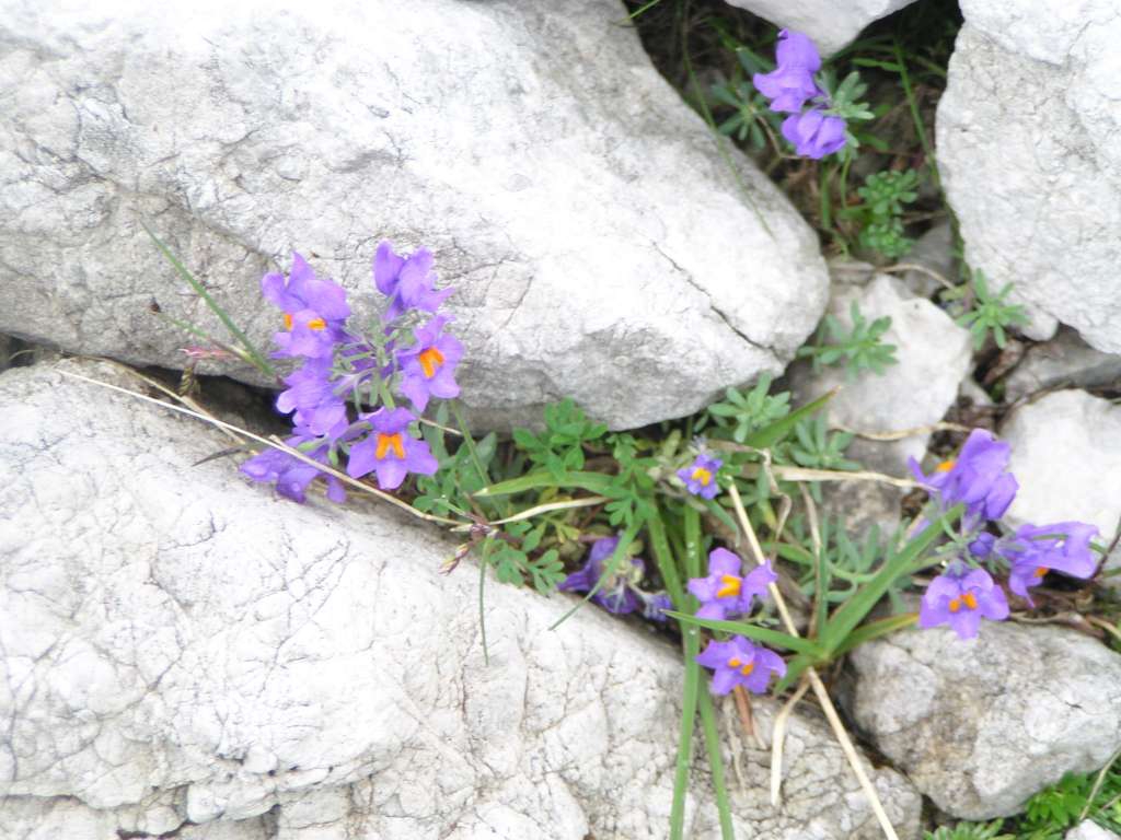 Lnice alpská
