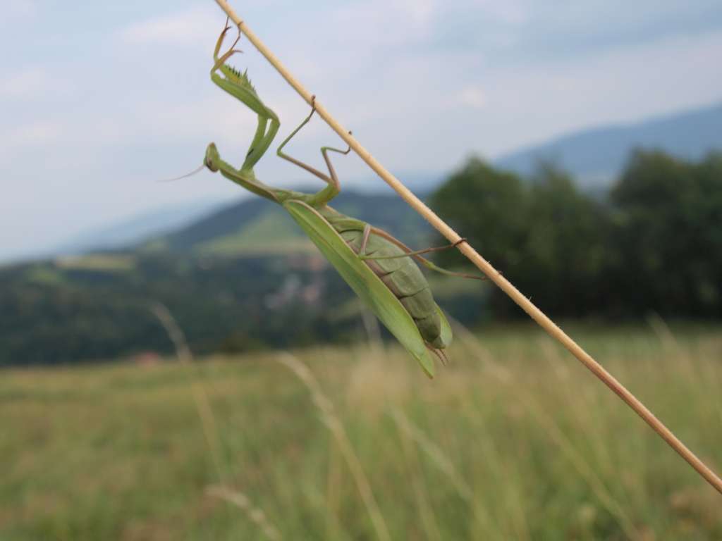 Kudlanka nábožná
