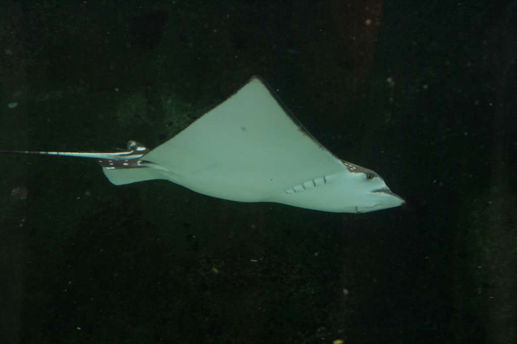 20100921_044147_Vlada_DPP_0416-1024.jpg