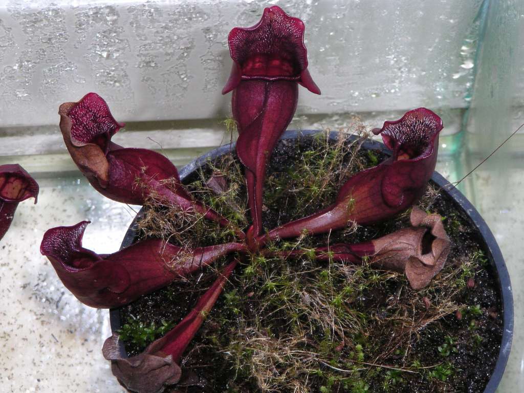 Sarracenia purpurea
