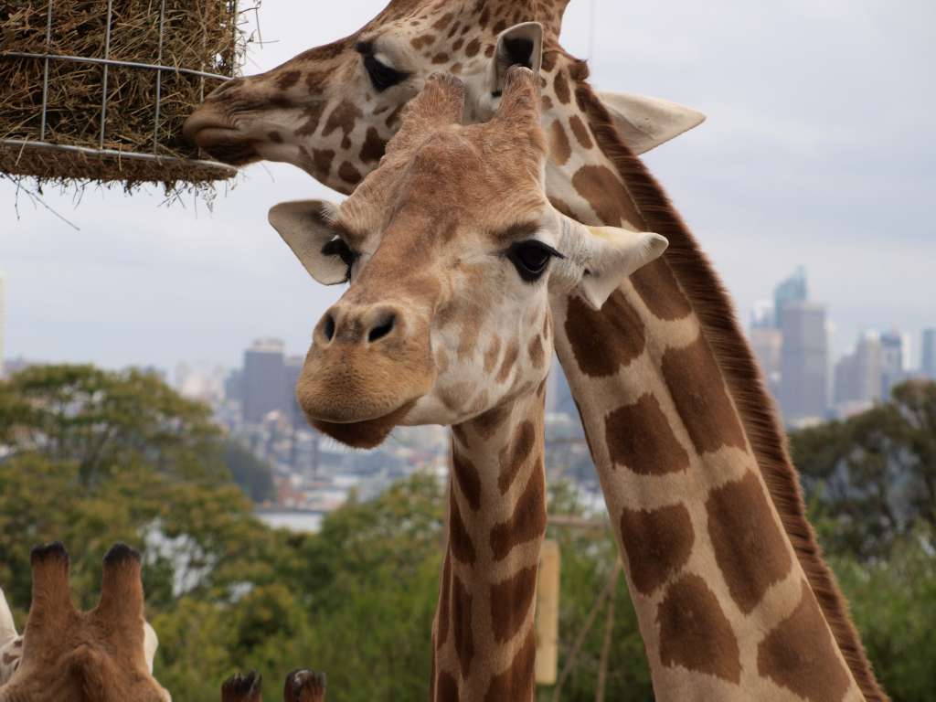 20100923_062255_Zbynek_P9237771-1024.jpg
